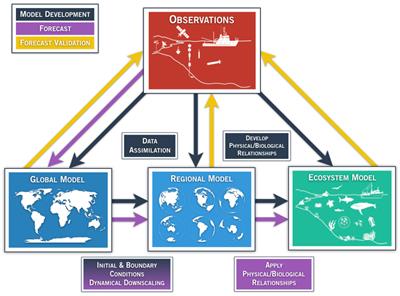 Observational Needs Supporting Marine Ecosystems Modeling and Forecasting: From the Global Ocean to Regional and Coastal Systems